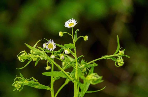 Das einjährige Berufskraut (Bild: zvg)