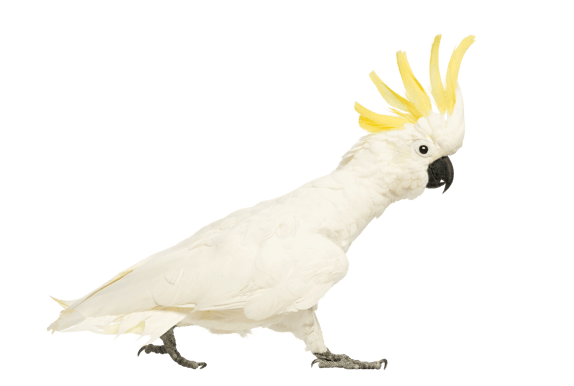 Image animaux detourée transparent sur fond blanc cacatoes png