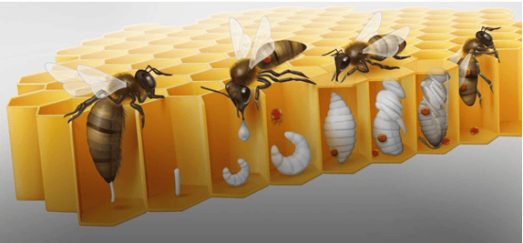 Schéma expliquant la transmission du varroa (source: sauvons les abeilles)