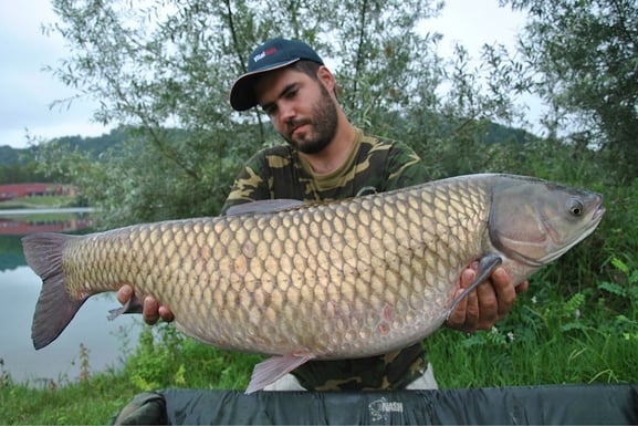 Pêche de la carpe amour ou carpe chinoise