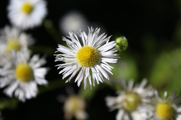 Hübsch aber invasiv: das Einjährige Berufkraut. Einst als Zierpflanze aus Amerika nach Europa gebracht verbreitete sich die Pflanze bei uns rasch. 