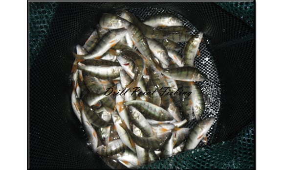 Reussen - Senknetze - Fischfallen - Fischfanggläser - Koederfischblatt