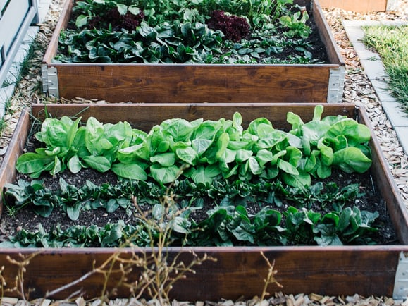 Spinat-Steinpilz-Risotto aus dem Dampfgarer.