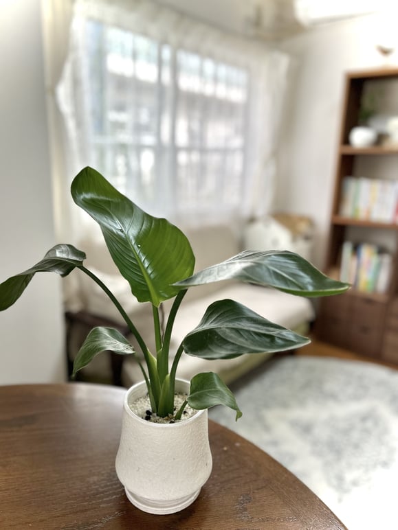 小笠原こどもとかぞくのカウンセリングルーム。相談予約受付中。贈り物。極楽鳥花（ストレリチア）。花言葉。輝かしい未来。