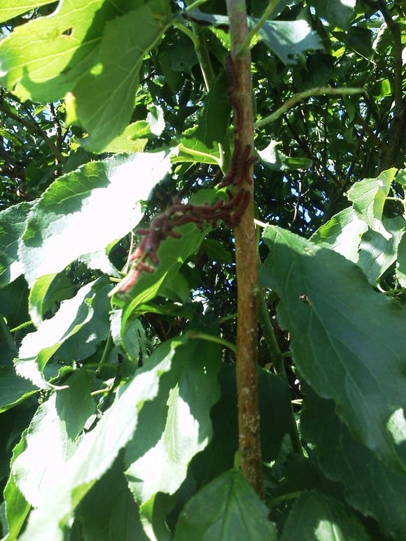 モンクロシャチホコ【庭匠（にわしょう）】造園・外構・エクステリア－奈良県北葛城郡広陵町