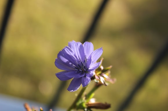 昼間のチコリ　産毛が見える