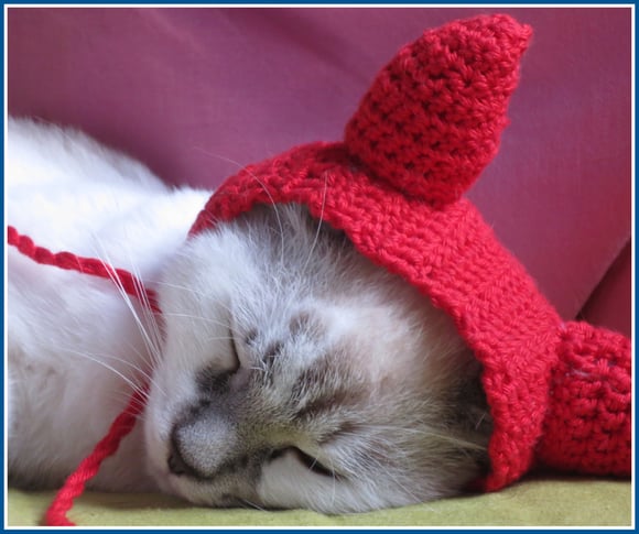 white cat, crocheting, cat hat
