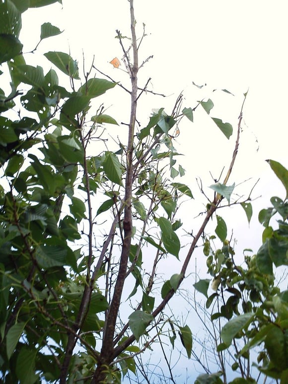 モンクロシャチホコ【庭匠（にわしょう）】造園・外構・エクステリア－奈良県北葛城郡広陵町