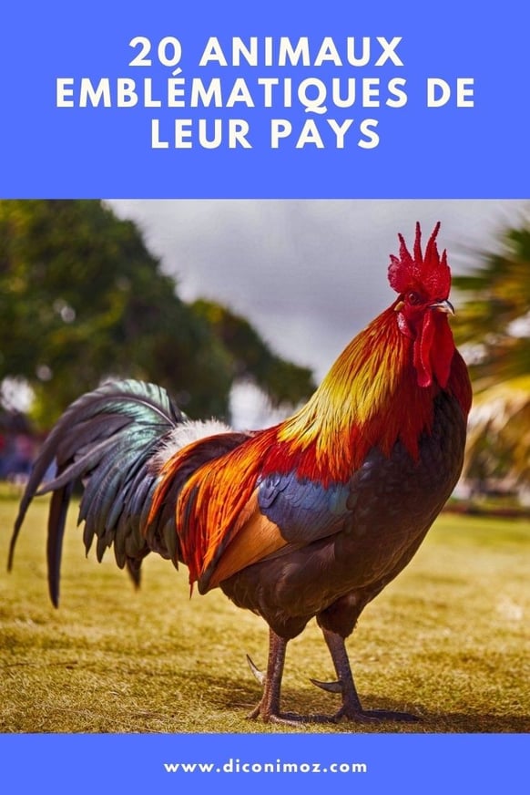 20 animaux emblématiques de leur pays