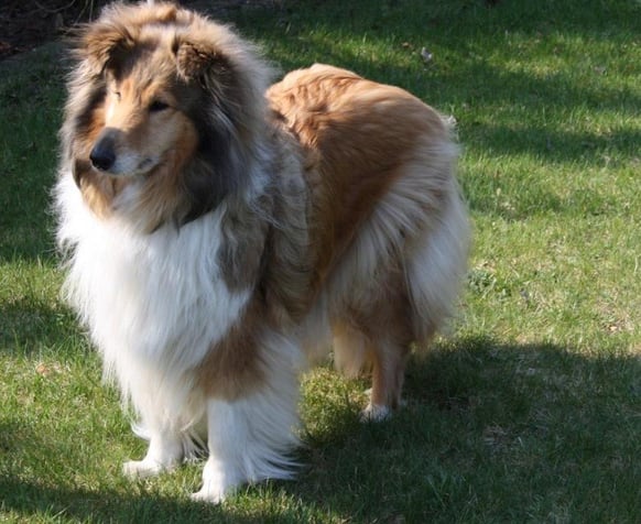 Fresena`s Chantal fast 5 Jahre alt !