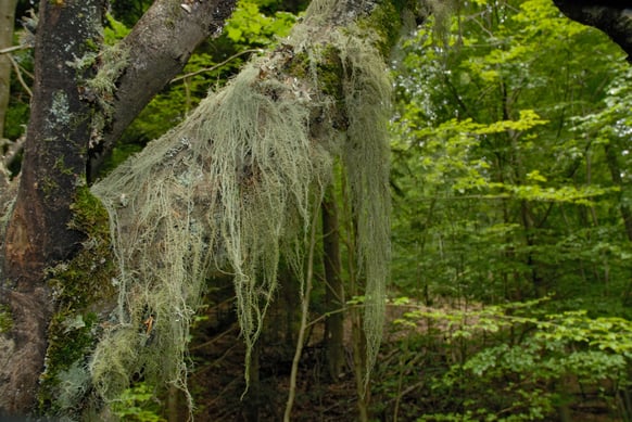 Bartflechte - Thomas Stephan