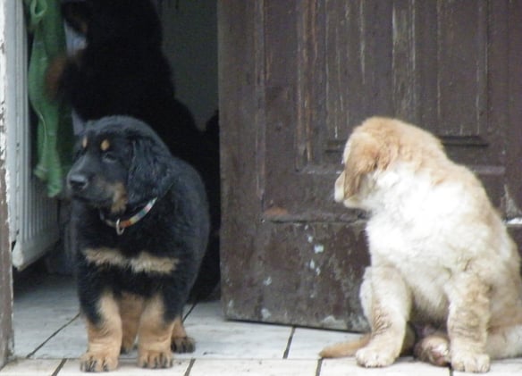 Türsteher Bastian mit Birdy