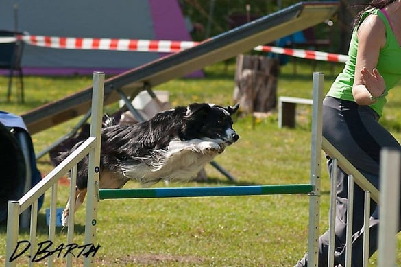Amy - beim 1. Jahresmeister im April 2015 - danke Dani für das tolle Foto!