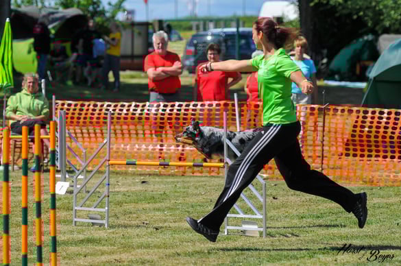 Blue - Goldene Rose 2017