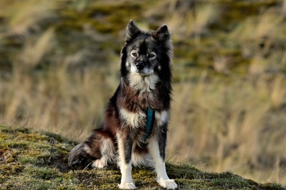 Lapinkoira Rilla in der Normandie