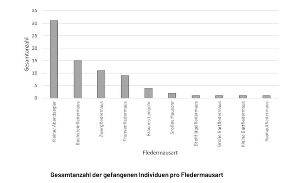 Gesamtanzahl der gefangenen Individuen pro Fledermausart als Histogramm (siehe Liste oben)