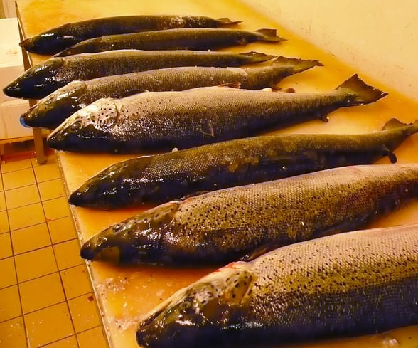 pays d’Orthe, Peyrehorade, Landes, Aquitaine, Barthouil, saumon, fumage, alose, caviar, aulne, pêche, adour, gave