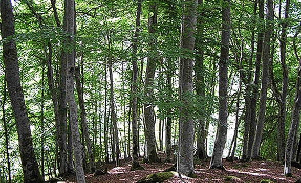 orthe, inondation, peyrehorade, landes, aquitaine, peche, lamproie, pyrenees, gave, arthous, adour, sorde, barthes, radelage, alose, saumon, port de lanne, couralin, hastingues,  tilhole, galupe
