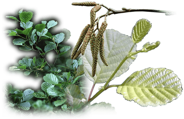 pays d’Orthe, Peyrehorade, Landes, Aquitaine, Barthouil, saumon, fumage, alose, caviar, aulne, pêche, adour, gave