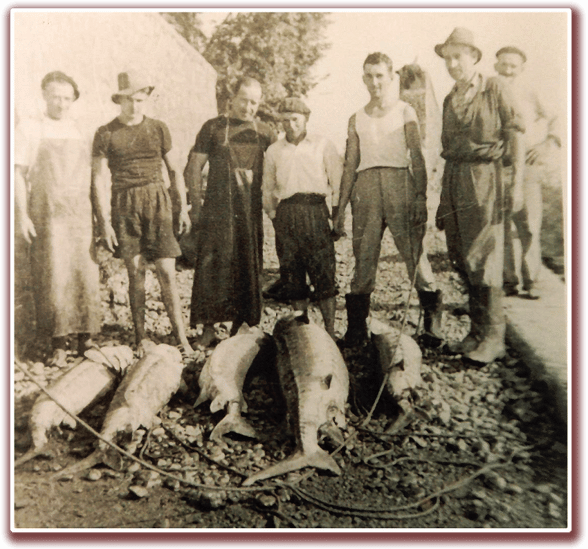 pays d’Orthe, Peyrehorade, Landes, Aquitaine, Barthouil, saumon, fumage, alose, caviar, aulne, pêche, adour, gave