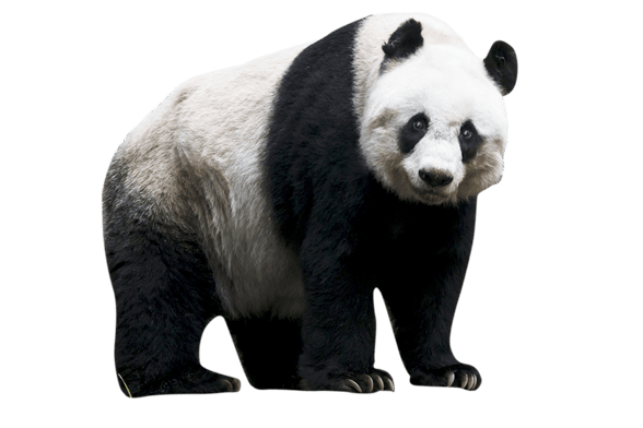 panda géant image animaux transparent sur fond blanc pour site web illustration ecole montessori