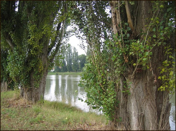Sur le chemin de halage, à Peyrehorade, avant la fin des peupliers…. Photo Fred. Panassac