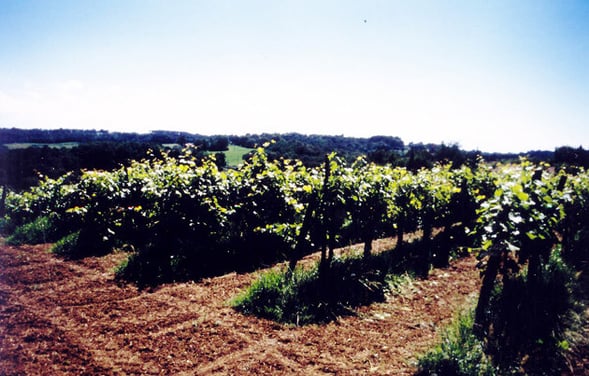 orthe, belus, peyrehorade, landes, aquitaine, hastingues, baco, adour, vigne, durosoir, arthous, lavoir, cagnotte, sorde, caverie