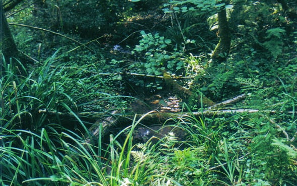 orthe, cauneille, peyrehorade, landes, aquitaine, jean rameau, gave, adour, gloriette, saumon, mente, compostelle, pourtaou, minoterie, larran, pont, coudette, saboterie, sabot, formier, gestas