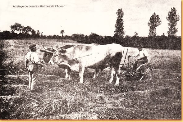 orthe, inondation, peyrehorade, landes, aquitaine, peche, lamproie, pyrenees, gave, arthous, adour, sorde, barthes, radelage, alose, saumon, port de lanne, couralin, hastingues,  tilhole, galupe