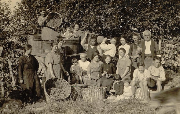 baco, françois, peyrehorade, orthe, landes, aquitaine, dax, adour, belus, labatut, greffe, greffon, phylloxera, armagnac, vignoble, instituteur, hybride, hybridation, viticulture, hudson