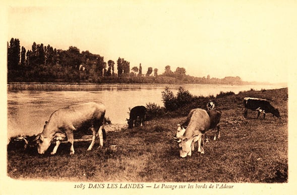 orthe, inondation, peyrehorade, landes, aquitaine, peche, lamproie, pyrenees, gave, arthous, adour, sorde, barthes, radelage, alose, saumon, port de lanne, couralin, hastingues,  tilhole, galupe