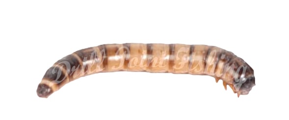 Drill Point Fishing Onlineshop - Frische & lebende Superworms jetzt günstig online bestellen!!