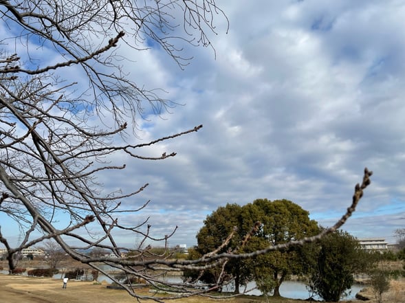 カーボンニュートラルの夜明けはすぐそこに／桜のつぼみが膨らんでいました（岡山市南区藤田の河畔にて）