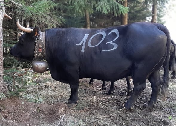 TIGRESSE : 1ère vache française classifiée Excellent (EX 91) au herd-book suisse