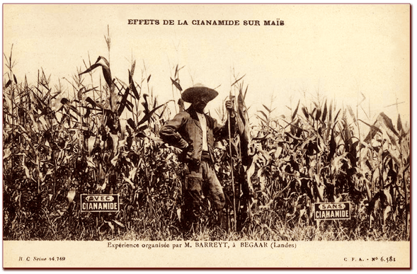 Orthe, landes, aquitaine, sud-ouest, france, maïs, hybride, millas, OGM, blé d'inde, millasson