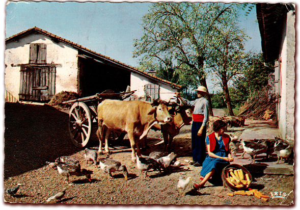 Orthe, landes, aquitaine, sud-ouest, france, maïs, hybride, millas, OGM, blé d'inde, millasson