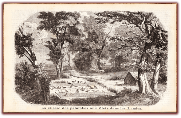orthe landes peyrehorade aquitaine chasse, bois, foret, veneur, curée, gibier, sorde hastingues cagnotte gave adour saumon chalosse abbaye