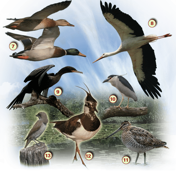 orthe, inondation, peyrehorade, landes, aquitaine, peche, lamproie, pyrenees, gave, arthous, adour, sorde, barthes, radelage, alose, saumon, port de lanne, couralin, hastingues,  tilhole, galupe