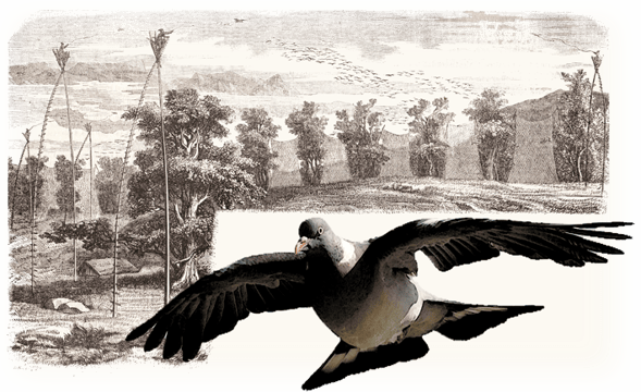 orthe landes peyrehorade aquitaine chasse, bois, foret, veneur, curée, gibier, sorde hastingues cagnotte gave adour saumon chalosse abbaye