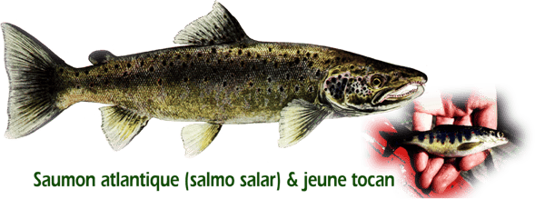 orthe, inondation, peyrehorade, landes, aquitaine, peche, lamproie, pyrenees, gave, arthous, adour, sorde, barthes, radelage, alose, saumon, port de lanne, couralin, hastingues,  tilhole, galupe