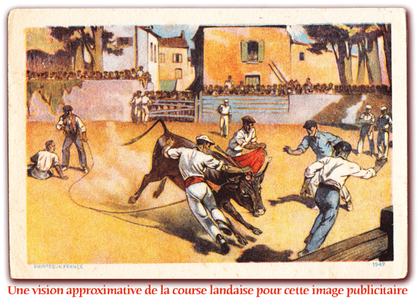 orthe, landes, aquitaine, peyrehorade, course landaise, ganaderia, sauteur, cordier, talanquère, vache