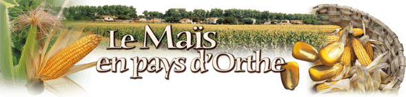 Orthe, landes, aquitaine, sud-ouest, france, maïs, hybride, millas, OGM, blé d'inde, millasson