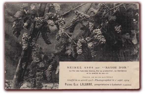 baco, françois, peyrehorade, orthe, landes, aquitaine, dax, adour, belus, labatut, greffe, greffon, phylloxera, armagnac, vignoble, instituteur, hybride, hybridation, viticulture, hudson