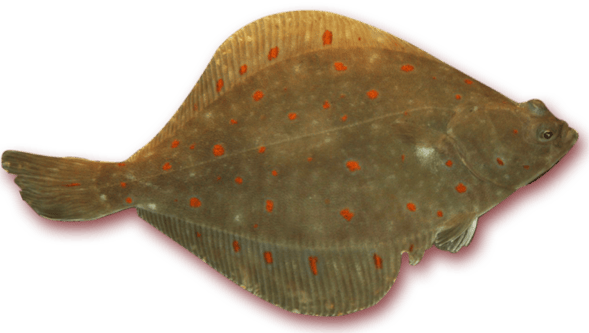 orthe, inondation, peyrehorade, landes, aquitaine, peche, lamproie, pyrenees, gave, arthous, adour, sorde, barthes, radelage, alose, saumon, port de lanne, couralin, hastingues,  tilhole, galupe