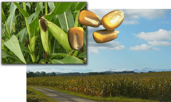 Orthe, landes, aquitaine, sud-ouest, france, maïs, hybride, millas, OGM, blé d'inde, millasson