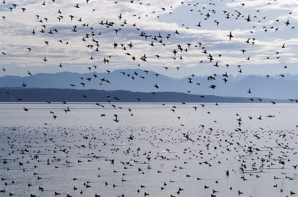 Störung der Wasservögel (Foto: W. Fritsch)