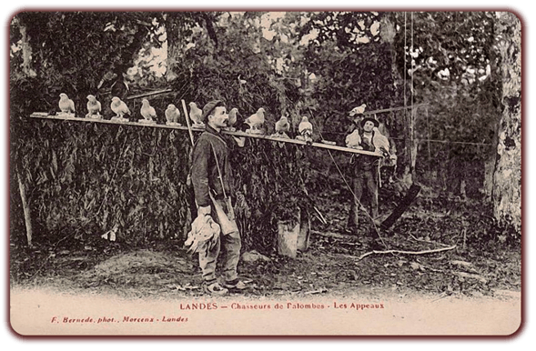 orthe landes peyrehorade aquitaine chasse, bois, foret, veneur, curée, gibier, sorde hastingues cagnotte gave adour saumon chalosse abbaye