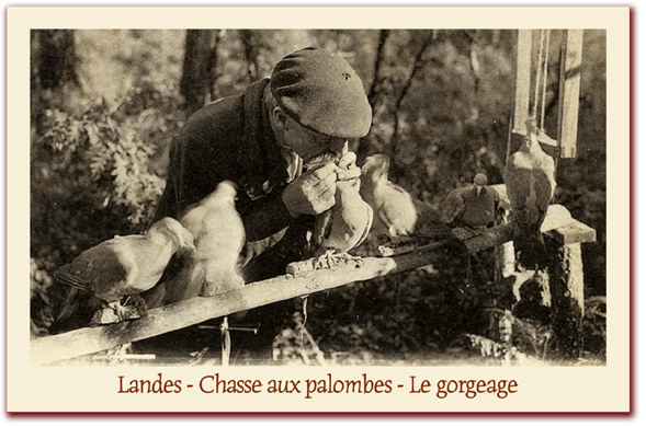 orthe landes peyrehorade aquitaine chasse, bois, foret, veneur, curée, gibier, sorde hastingues cagnotte gave adour saumon chalosse abbaye