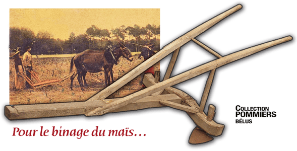 Orthe, landes, aquitaine, sud-ouest, france, maïs, hybride, millas, OGM, blé d'inde, millasson