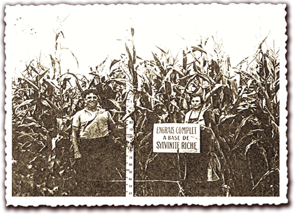 Orthe, landes, aquitaine, sud-ouest, france, maïs, hybride, millas, OGM, blé d'inde, millasson